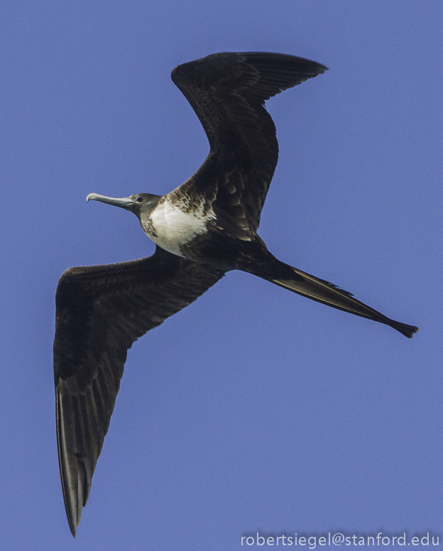 galapagos